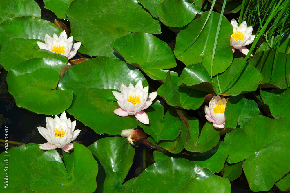 Several water lilies among the green leaves in the pond. Several water lilies among the green leaves in the pond.