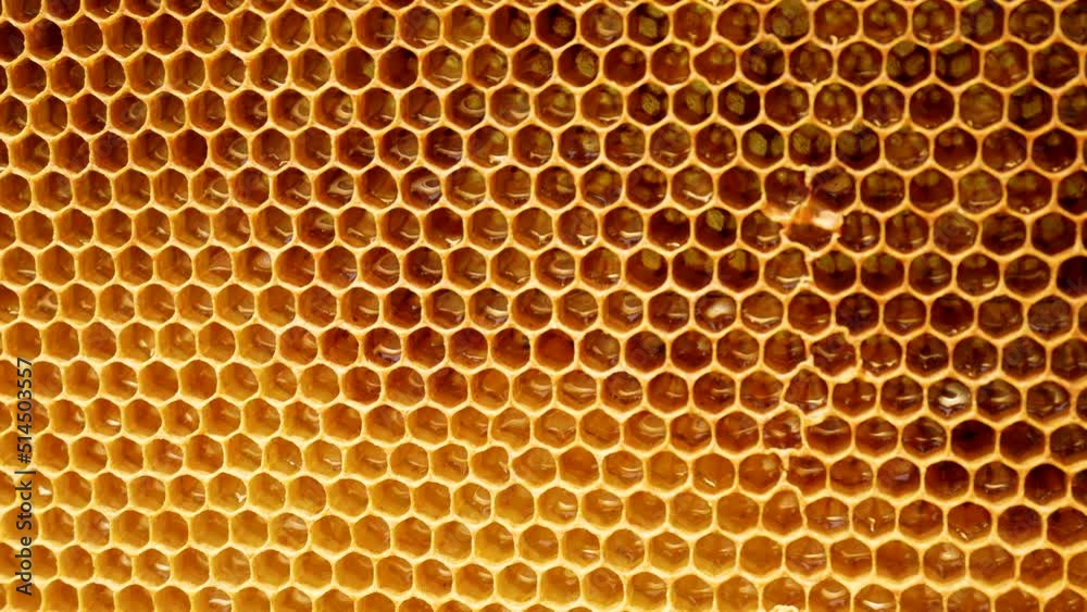 Honeycombs, honey glitters inside. Panorama of hexagonal golden cells Honeycombs, honey glitters inside. Panorama of hexagonal golden cells