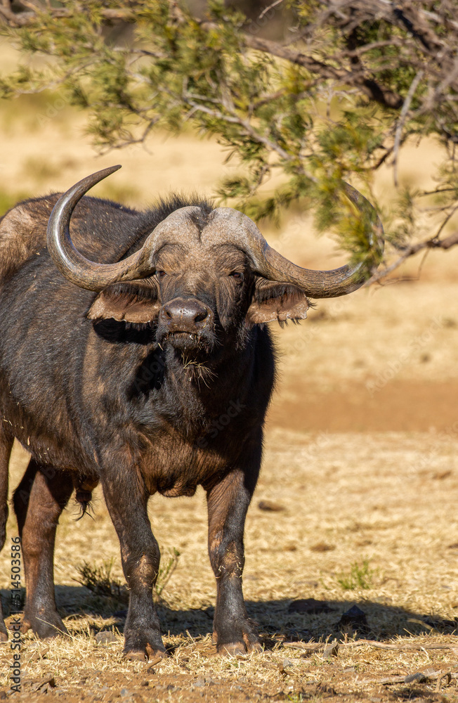 Cape or African buffalo bull on a game farm, South Africa Cape or African buffalo bull on a game farm, South Africa