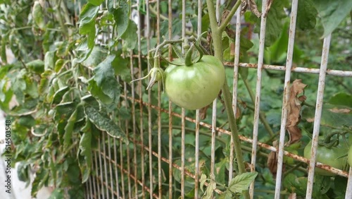 A closeup shot of raw green cherry tomatoes hanging in an organic farm in India. photo