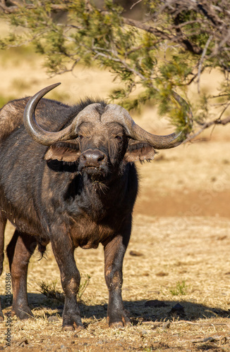 Cape or African buffalo bull on a game farm  South Africa