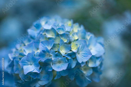blue garden hydrangea in the garden