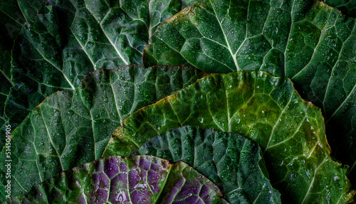 Stampa su tela cabbage leaves
