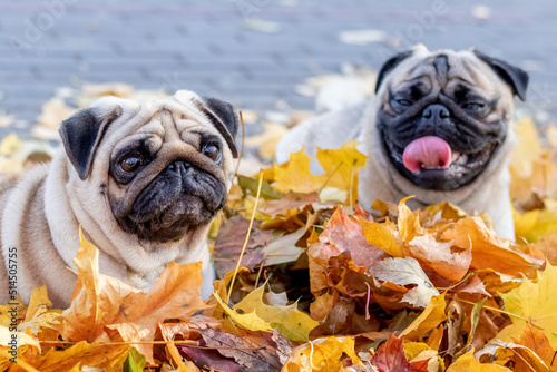 Two pug dogs in the park lie in yellow autumn leaves