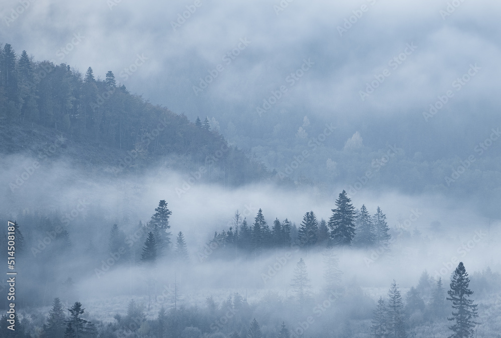 Fototapeta premium Morning autumn scene with fog crawling in forest, coniferous woodland, Slovakia, Europe