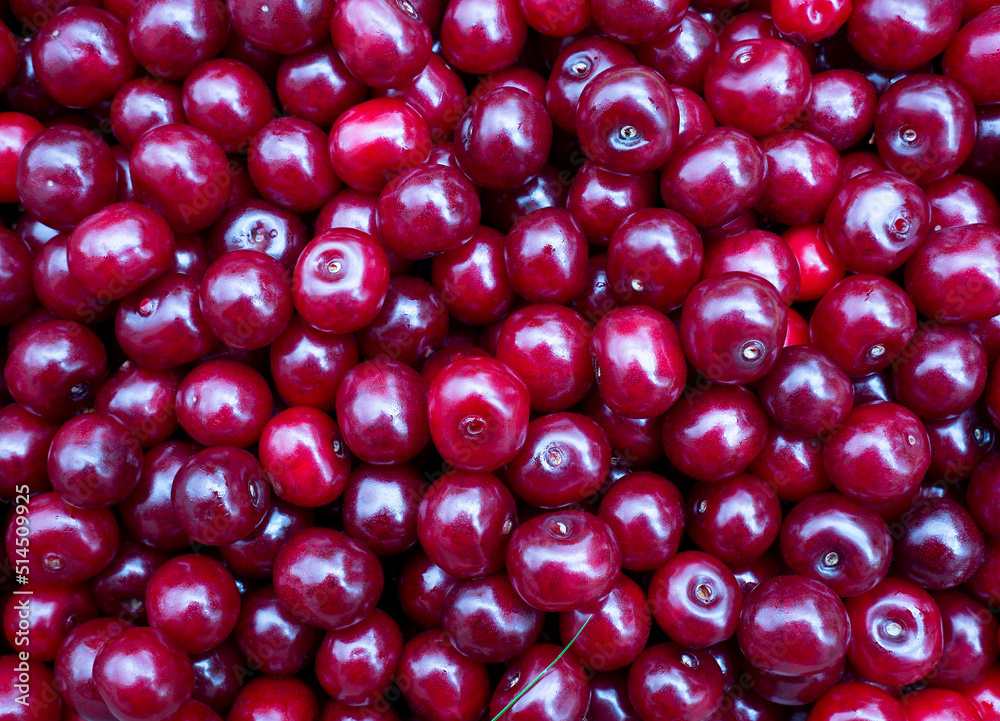 Lots of fresh colorful cherries. Cherry with drops. Cherry background top view. Lots of fresh colorful cherries. Cherry with drops. Cherry background top view.