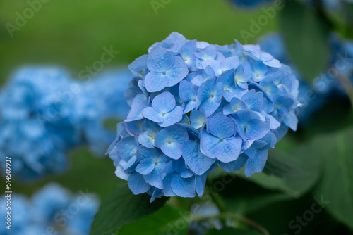 Fototapeta Naklejka Na Ścianę i Meble -  hortensja ogrodowa, niebieska