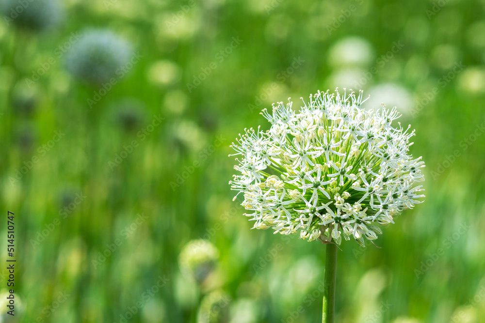 White allium flowers on the field close-up. Blooming decorative giant onions on the lawn in the park White allium flowers on the field close-up. Blooming decorative giant onions on the lawn in the park