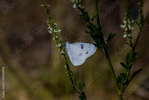 Checkered White Butterfly (Pontia protodice) Feeding on White Sweetclover, Melilotus alba