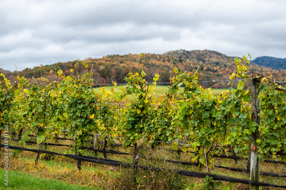 Autumn fall season countryside at Charlottesville winery vineyard in Blue Ridge mountains of Virginia with cloudy sky and rolling hills