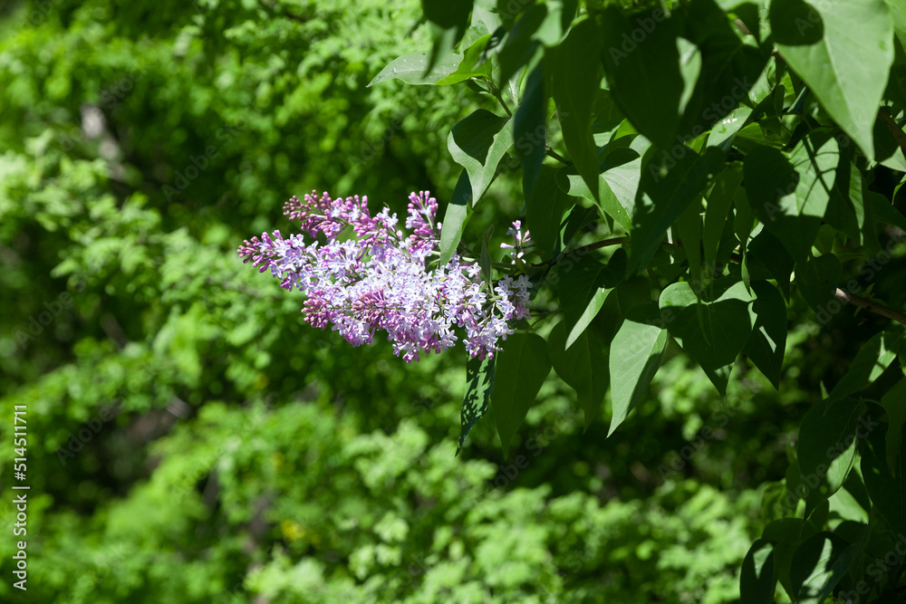 A bright bunch of lilacs on a background of greenery A bright bunch of lilacs on a background of greenery