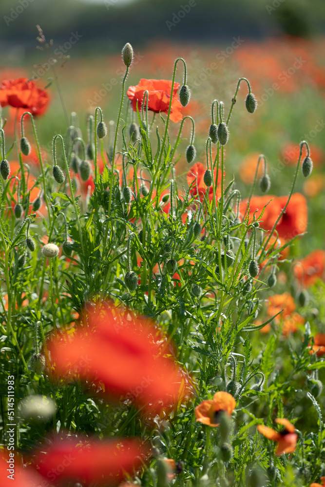 Obraz premium Papaveri in boccio