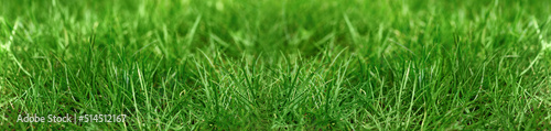 Background with green grass. Soft focus. Banner