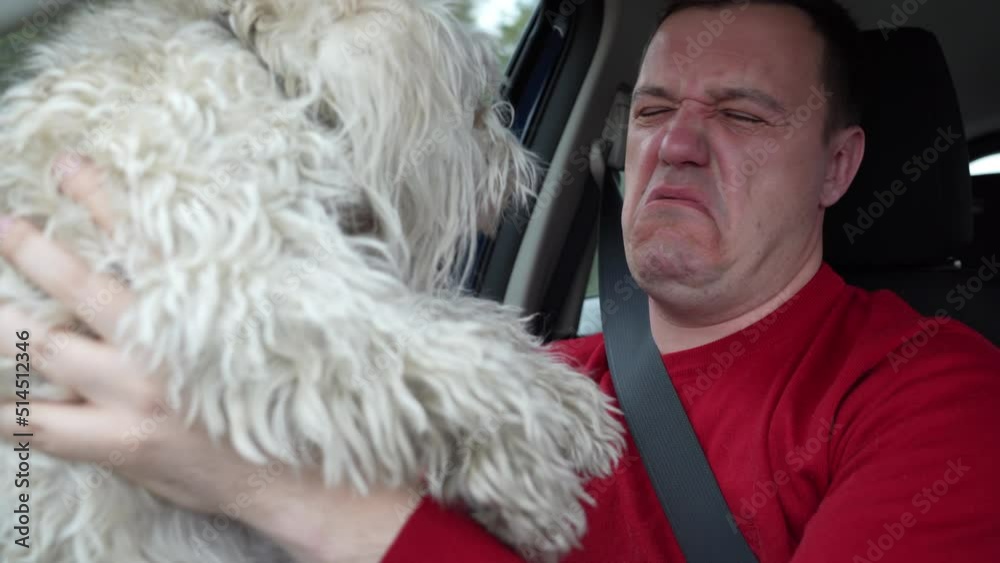 Millennial man with disgusted grimace on his face holds fluffy Chinese crested dog in front of him at arms length and looks down at pants that dog peed on when riding in car in passenger seat Millennial man with disgusted grimace on his face holds fluffy Chinese crested dog in front of him at arms length and looks down at pants that dog peed on when riding in car in passenger seat