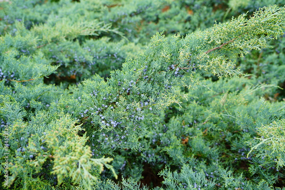 View of a Grey Owl juniper shrub (Juniperus Virginiana)