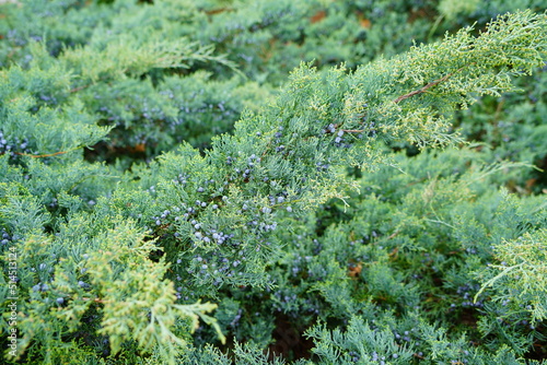View of a Grey Owl juniper shrub (Juniperus Virginiana) photo