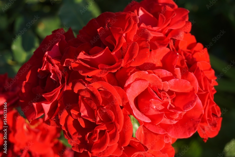Obraz premium Rote Rosen im Garten bei Sonne am Abend im Frühling