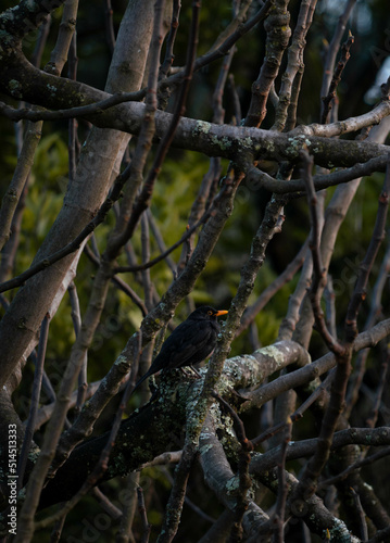 Wallpaper Mural Single Bird  Torontodigital.ca