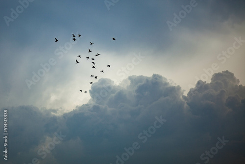 birds in the sky