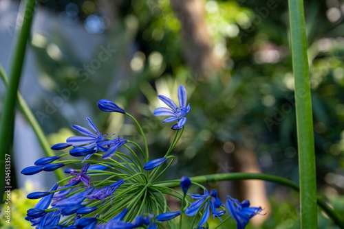  Agapanthus blue flowers in the garden. Lily African lily flowering plants. Clusters of fragrant perennial flowers