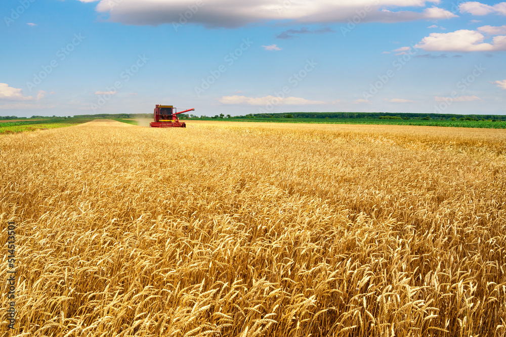 Obraz premium Harvester combine harvesting wheat on a sunny summer day