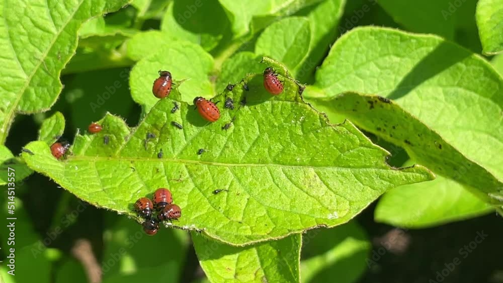 Close up of Colorado potato beetle parasites destroying potato crops in the field. Potato industry Close up of Colorado potato beetle parasites destroying potato crops in the field. Potato industry