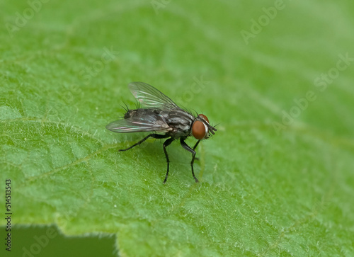 Housefly (Musca domestica) sitting on leaf of Milkweed plant in Michigan