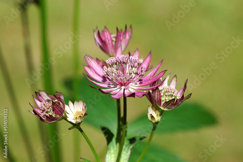 Closeup Flowers of Astrantia major 'Primadonna', the great masterwort, family Apiaceae. July, in a Dutch garden. Blurred lawn on the background. photo