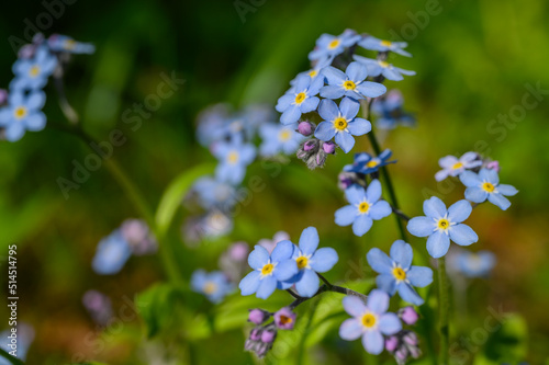 Myosotis alpestris or alpine forget-me-not flowers. Small flowering blue flowers in the background of green grass. Blooming spring flowers in the home garden.