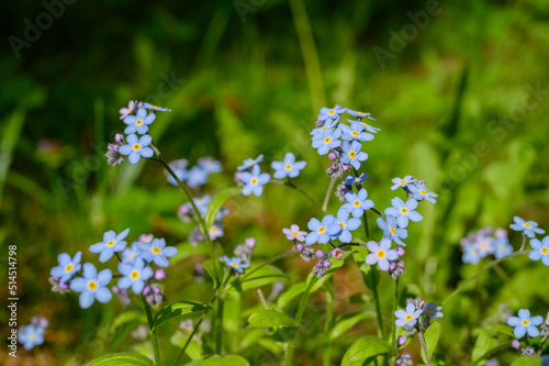 Myosotis alpestris or alpine forget-me-not flowers. Small flowering blue flowers in the background of green grass. Blooming spring flowers in the home garden.