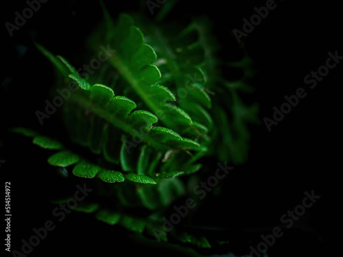 Natural background of green fern on a dark background close-up