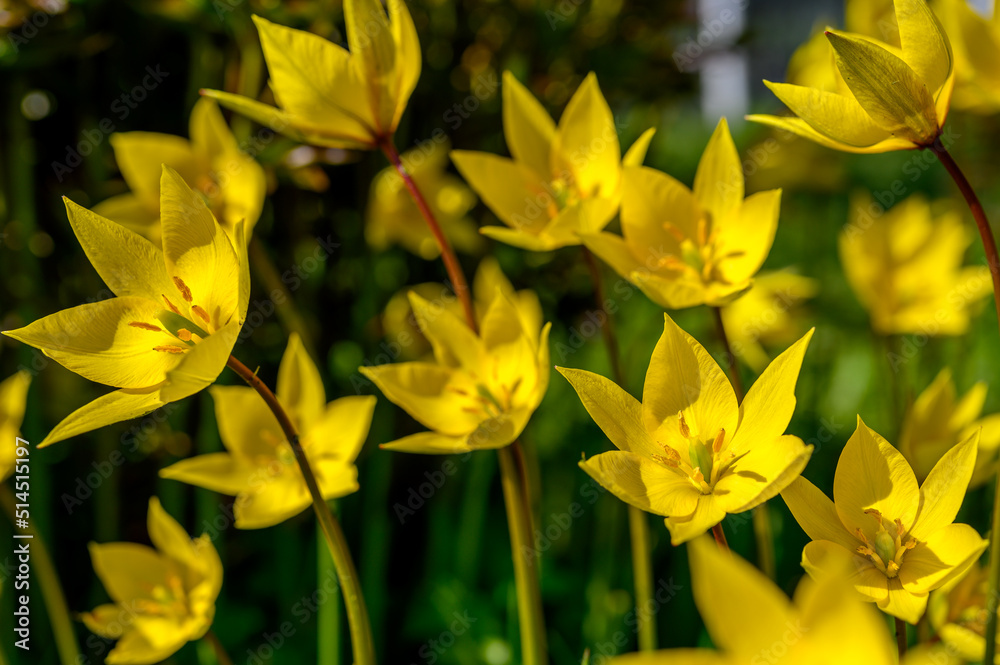 Flowers of yellow tulips on green grass macro. Romantic Tulipa Sylvestris in spring. Field close-up. Flowers. Floral background for design, postcards, posters, banners. Flowers of yellow tulips on green grass macro. Romantic Tulipa Sylvestris in spring. Field close-up. Flowers. Floral background for design, postcards, posters, banners.