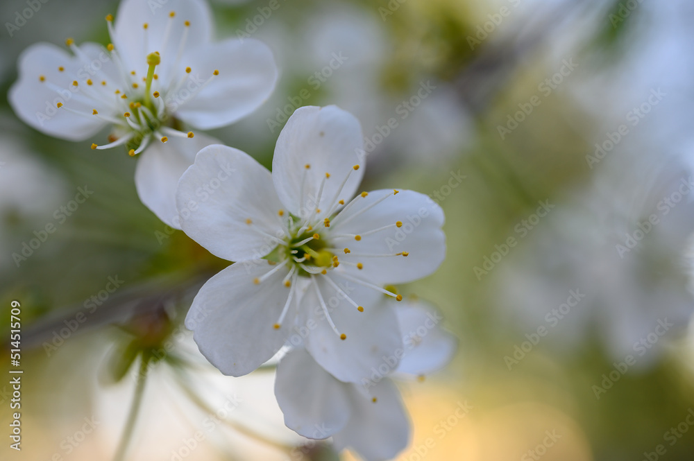 Prunus cerasus. Sour cherry, tart cherry, or dwarf cherry. Blossoms. Flowering branches. Home garden in the spring.