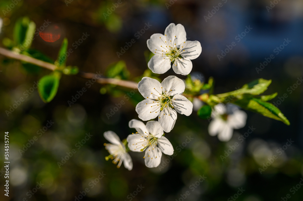 Prunus cerasus. Sour cherry, tart cherry, or dwarf cherry. Blossoms. Flowering branches. Home garden in the spring. Prunus cerasus. Sour cherry, tart cherry, or dwarf cherry. Blossoms. Flowering branches. Home garden in the spring.
