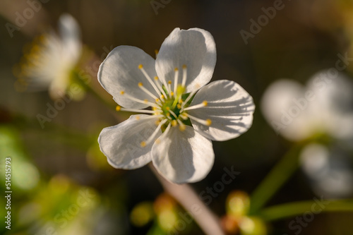 Prunus cerasus. Sour cherry, tart cherry, or dwarf cherry. Blossoms. Flowering branches. Home garden in the spring.
