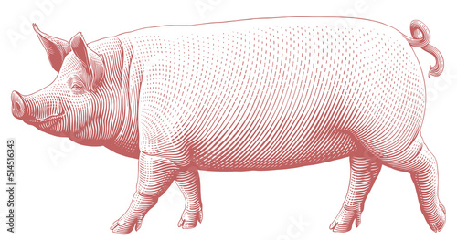 Pig. Editable hand drawn illustration. Vector vintage engraving. 8 EPS © Marzufello