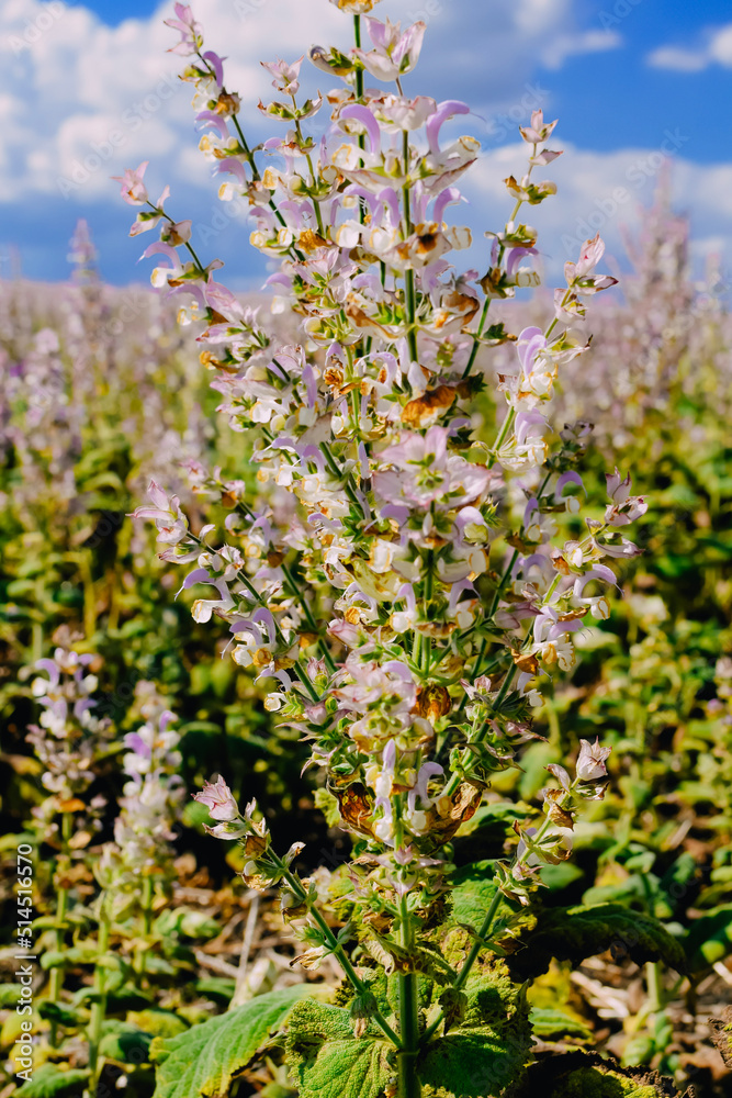 sage field sage field