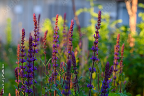 Salvia nemorosa 'Caradonna'. The setting sun in the home garden gives the plant flowers different colors. Dark blue, golden, purple. In the background the sun's rays. Colorful background.