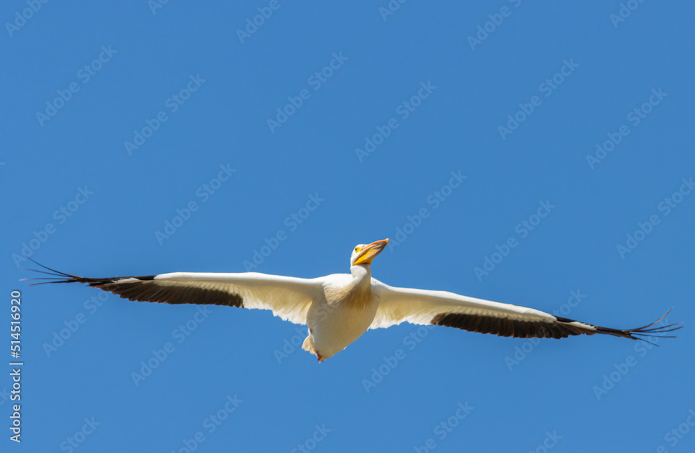 American White Pelican in Flight
American White Pelican in Flight