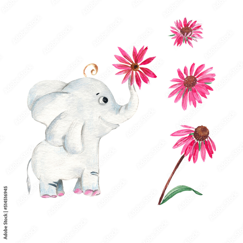 Baby elephant with echinacea flower isolated on white background. Watercolor hand drawn illustration.