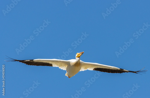 American White Pelican in Flight  © swkrullimaging