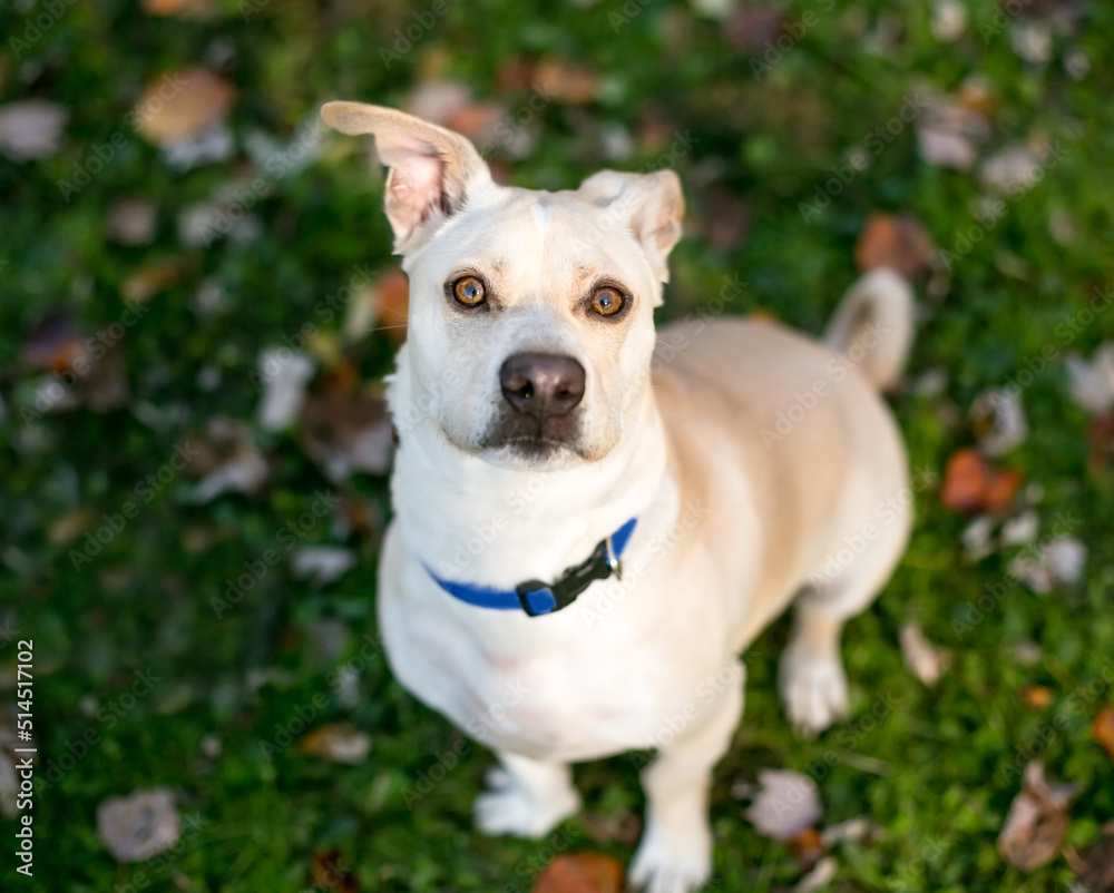 A mixed breed dog with floppy ears sitting outdoors and looking up at the camera A mixed breed dog with floppy ears sitting outdoors and looking up at the camera