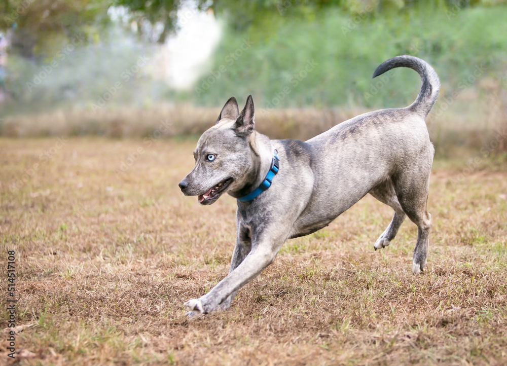 A Terrier x Australian Cattle Dog mixed breed dog running outdoors A Terrier x Australian Cattle Dog mixed breed dog running outdoors