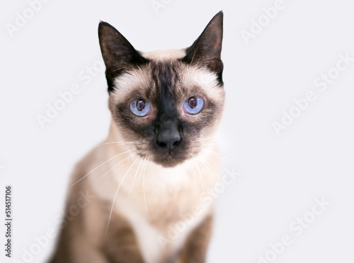 Fotografia, Obraz A purebred Siamese cat with blue eyes looking at the camera