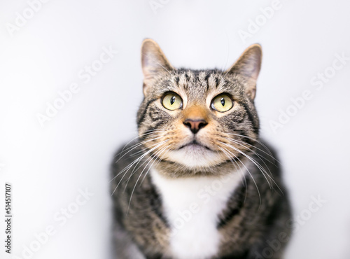 A brown tabby and white domestic shorthair cat with yellow eyes looking up