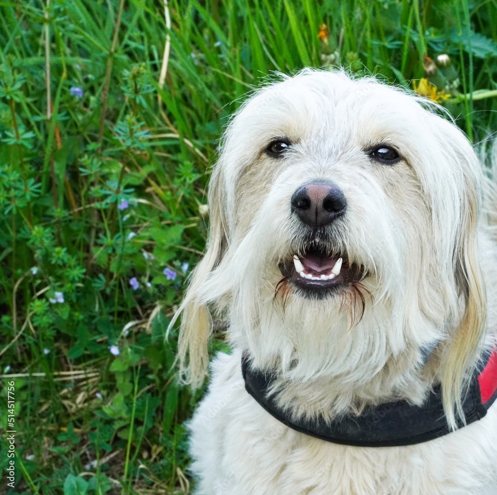 Cute doodle dog looking at camera, pet lover concept, adorable dog image for animal blog, pet care theme Cute doodle dog looking at camera, pet lover concept, adorable dog image for animal blog, pet care theme