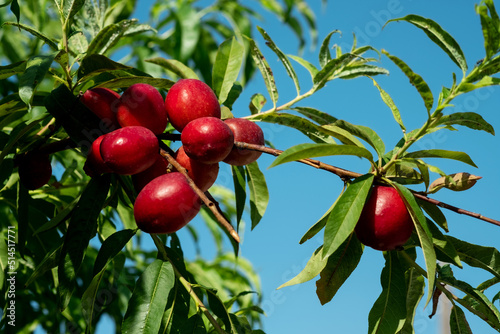 Beautiful close up with red fruits of ripe nectarines on the tree.