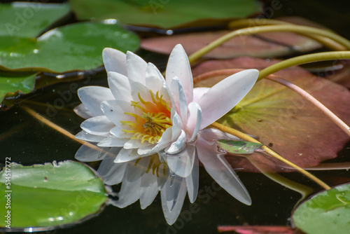 Beautiful lotus  waterlily. Water flower in Bistrita  Park  2022