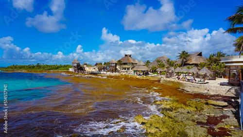 Φωτογραφία Algae pollute at beach in Mexico