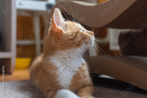 Portrait of a red-haired kitten in an apartment on a sunny day. Kyiv. Ukraine photo